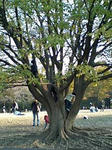 木登り