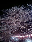 桜と提灯