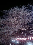 桜と提灯