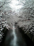 桜③