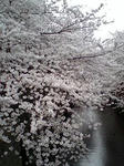 桜②