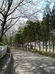 桜のトンネル