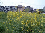 春の花