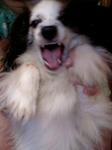 狂犬注意？