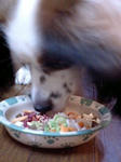 犬まっしぐら。