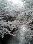 桜のトンネル