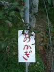 あかぎ。