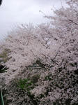 窓から①