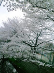 庭から②