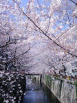 桜のトンネル。