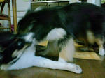 ガブッ。