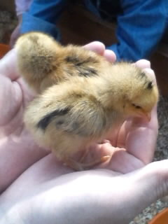 画像ファイル "http://blog.cnobi.jp/v1/blog/user/95b0460e74ab214e018896f630162015/1194776301" は壊れているため、表示できませんでした。
