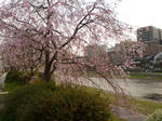 鴨川３