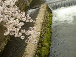 in 嵐山