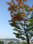 少し紅葉