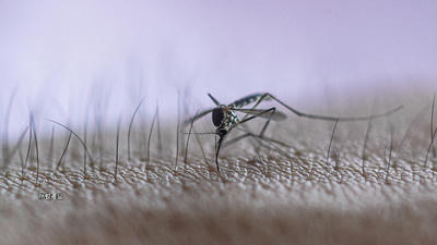 蚊の寝込みを防ぐにはどうしたらいいのでしょうか？