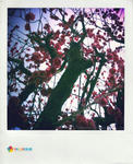 桜1