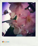 桜2