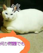 猫でーす
