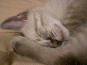 ｚｚｚ