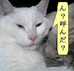 ふてぶてしいなｗ