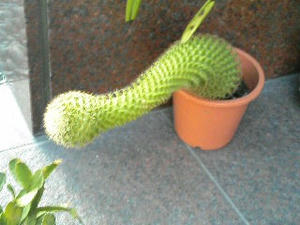 サボテン・・・？