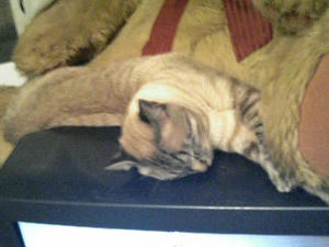 寝ながらムーンサルト！