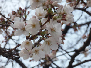 sakura