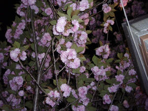 P4210073.JPG
