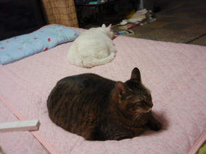 トドたち
