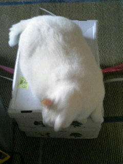 はみで・・・て・・・ごふっ