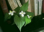 2011060513000001.JPG