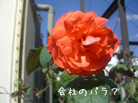 CIMG5551.JPG