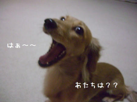 CIMG6463.JPG