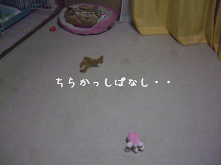 CIMG6839.JPG