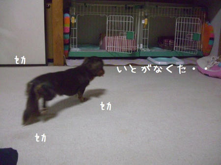 CIMG7032.JPG