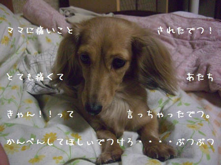 CIMG7538.JPG