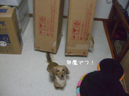 CIMG8455.JPG