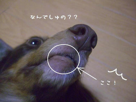 CIMG9678.JPG