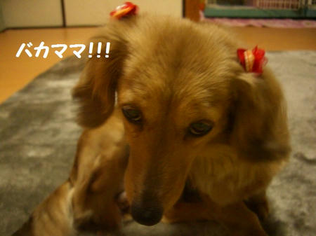 CIMG2959.JPG