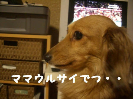 CIMG6355.JPG