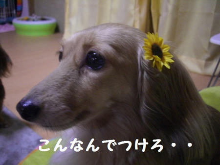 CIMG7566.JPG