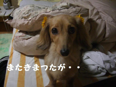 CIMG8208.JPG