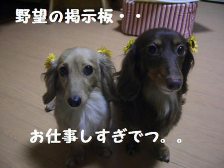 40f2dea0.JPG