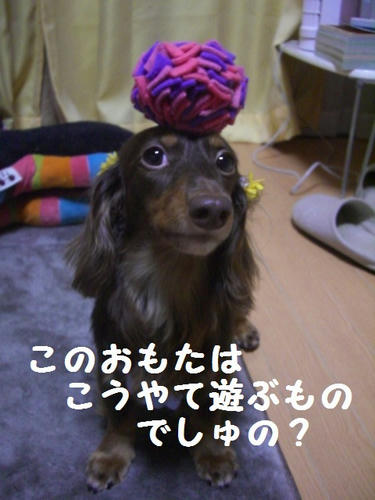 CIMG8520.JPG