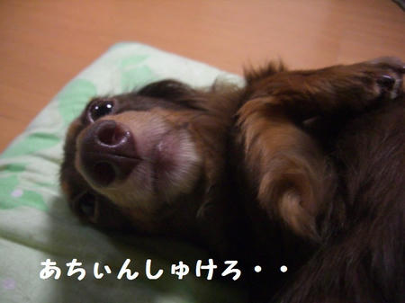 CIMG8685.JPG