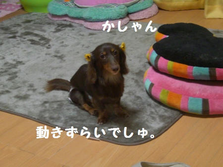 CIMG8910.JPG