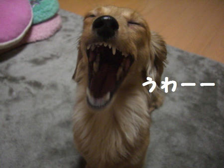 CIMG7806.JPG