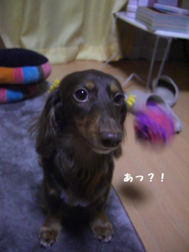 CIMG8505.JPG