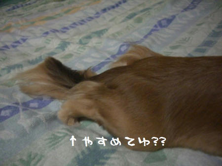 CIMG0868.JPG